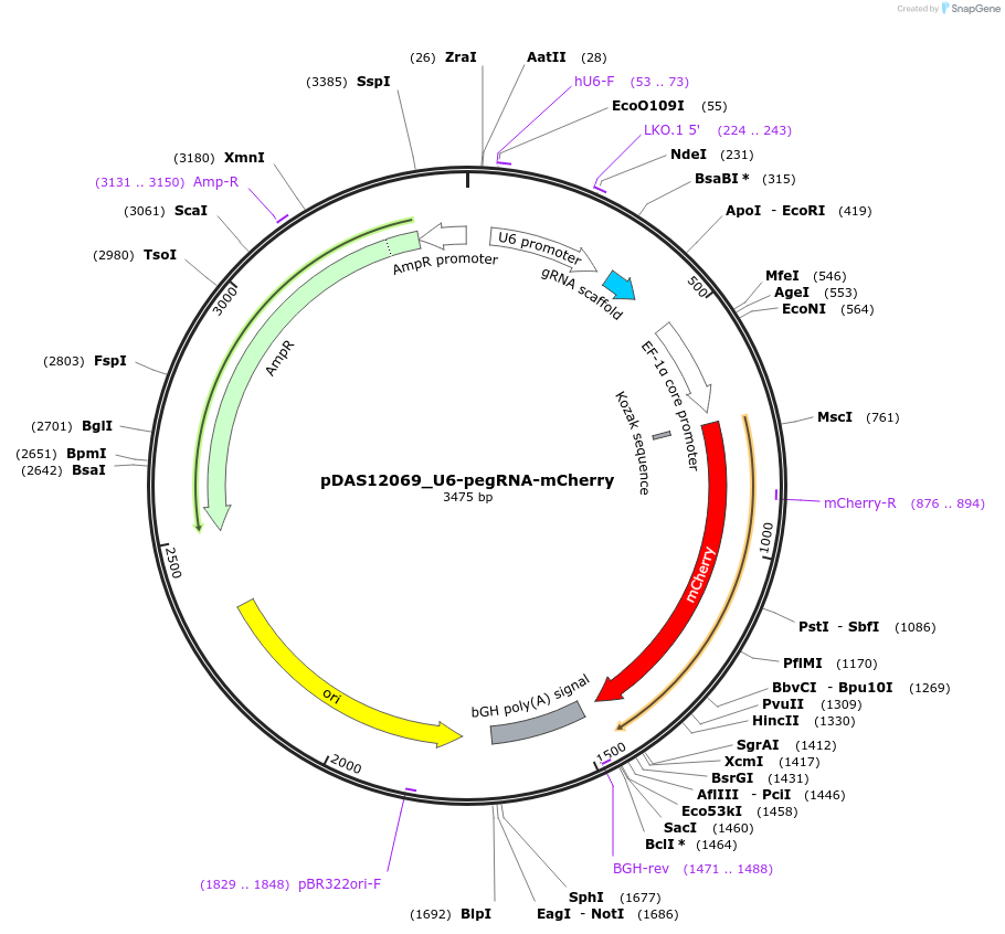 177180-plasmid-map-sequence-id-348469