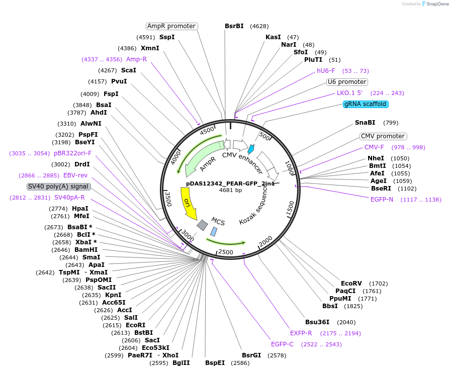 177184-plasmid-map-sequence-id-348471