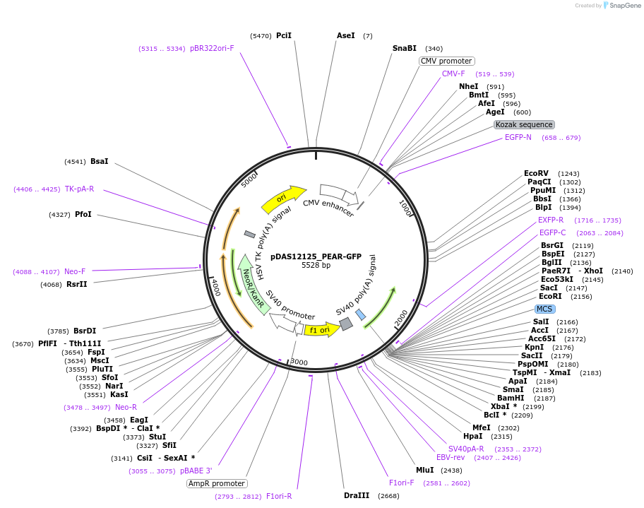 177178-plasmid-map-sequence-id-348473