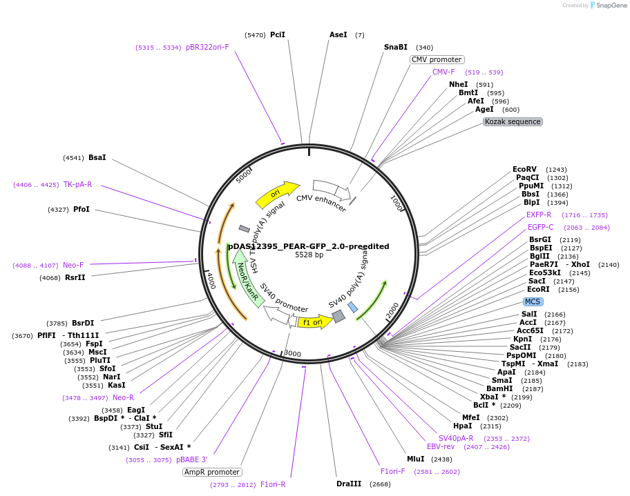 177185-plasmid-map-sequence-id-348474