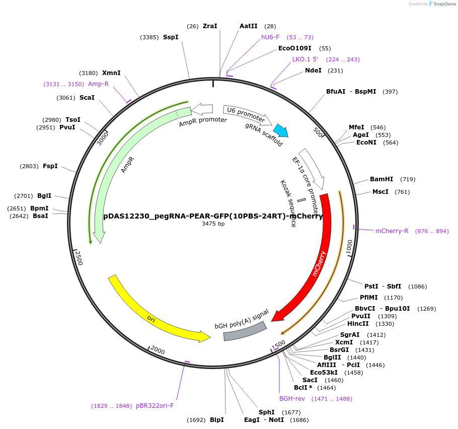177182-plasmid-map-sequence-id-348475