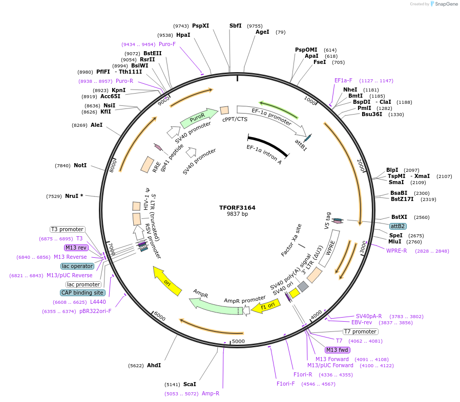144640-plasmid-map-sequence-id-348481