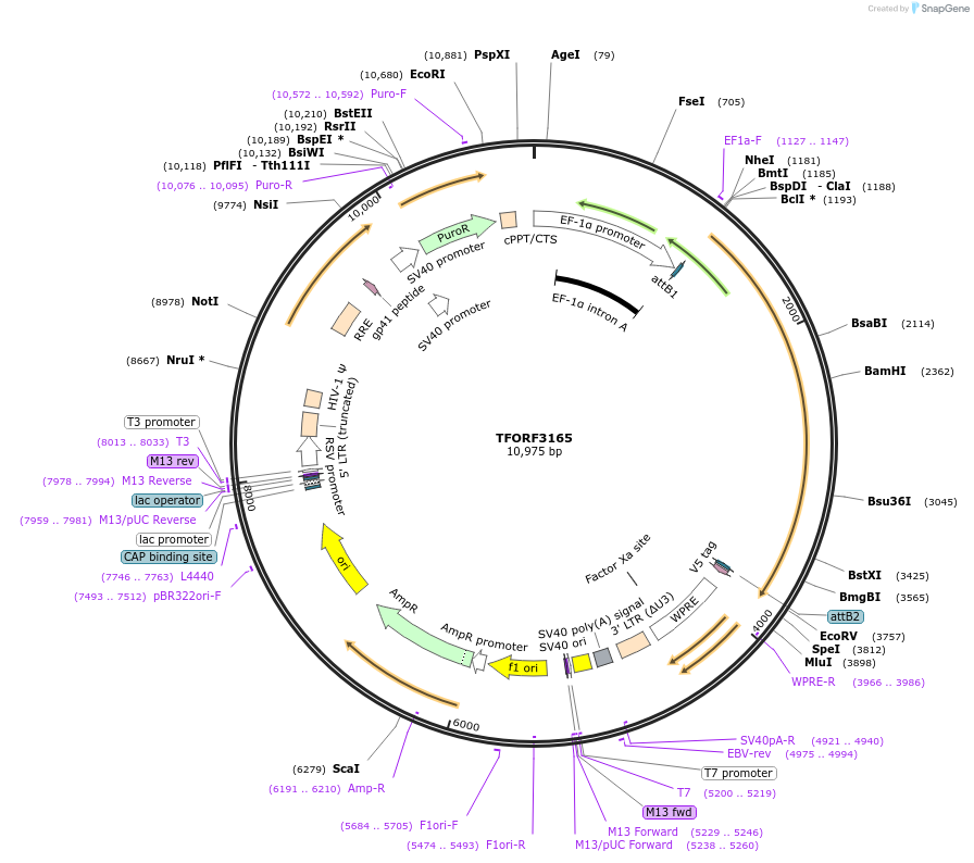 144641-plasmid-map-sequence-id-348484