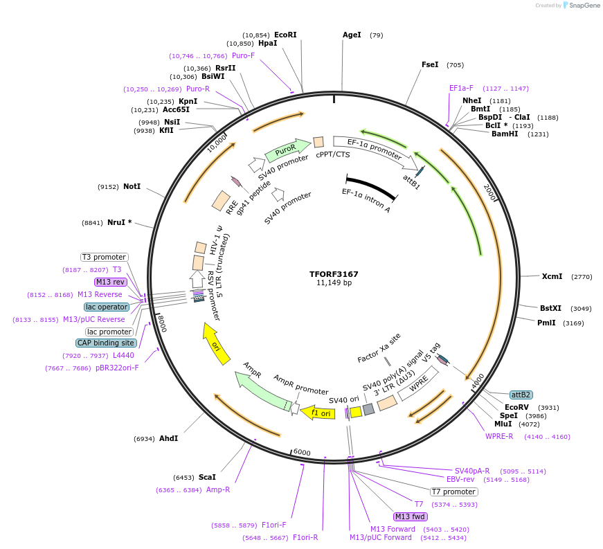 144643-plasmid-map-sequence-id-348515