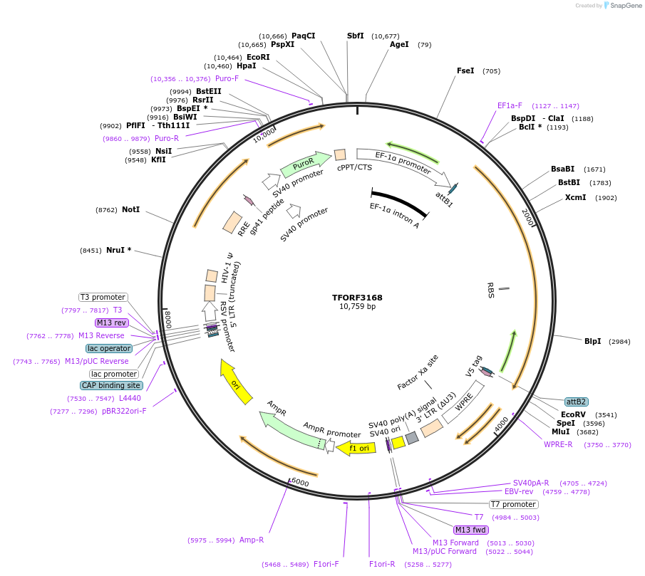 144644-plasmid-map-sequence-id-348517