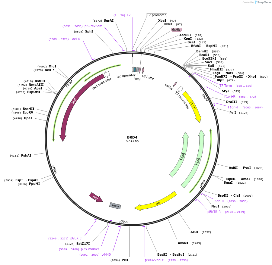 38942-plasmid-map-sequence-id-348518