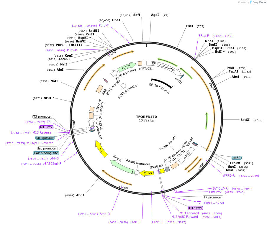 144646-plasmid-map-sequence-id-348520