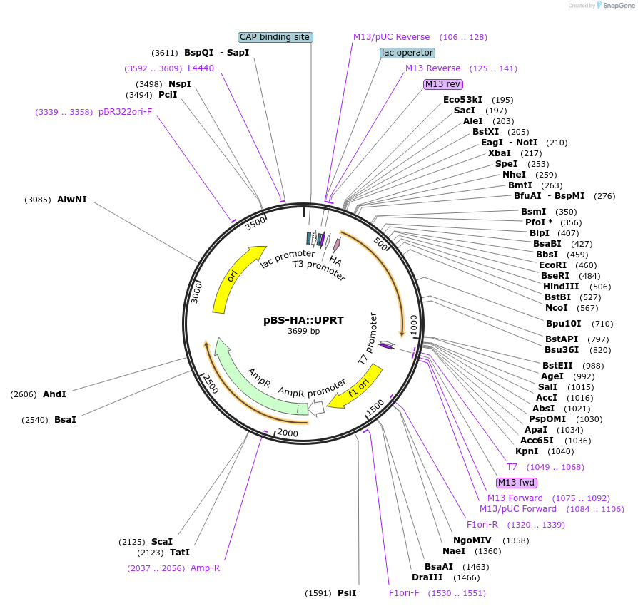 47110-plasmid-map-sequence-id-348521