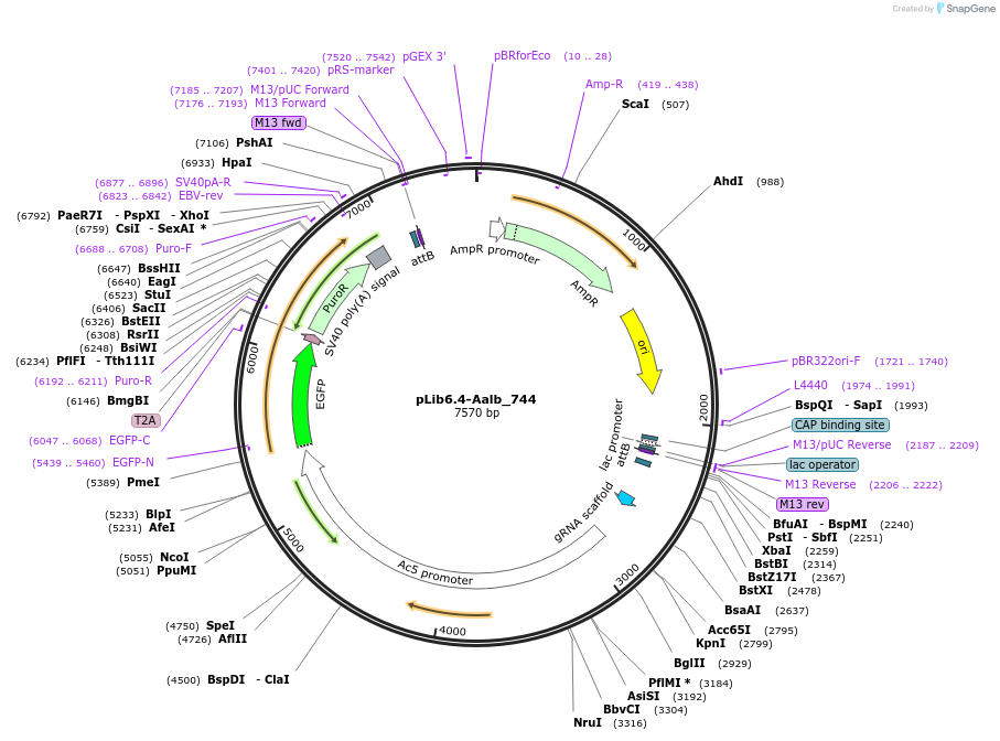 176663-plasmid-map-sequence-id-348544
