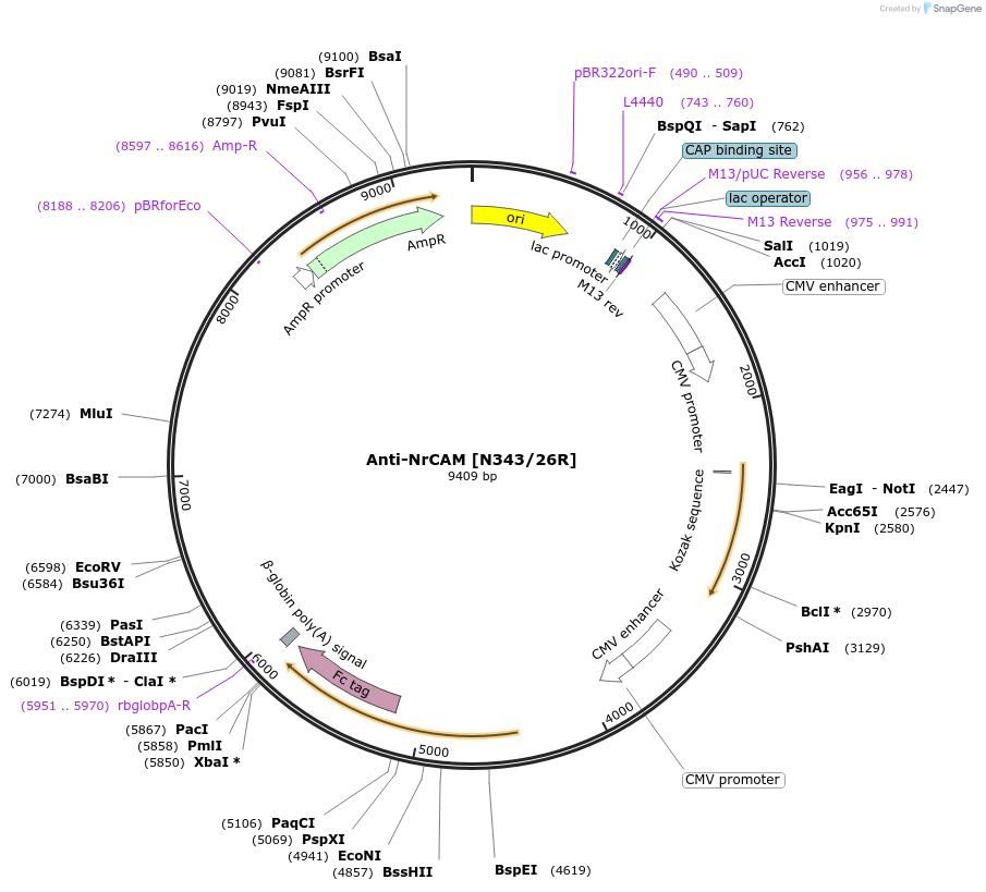 177534-plasmid-map-sequence-id-348549