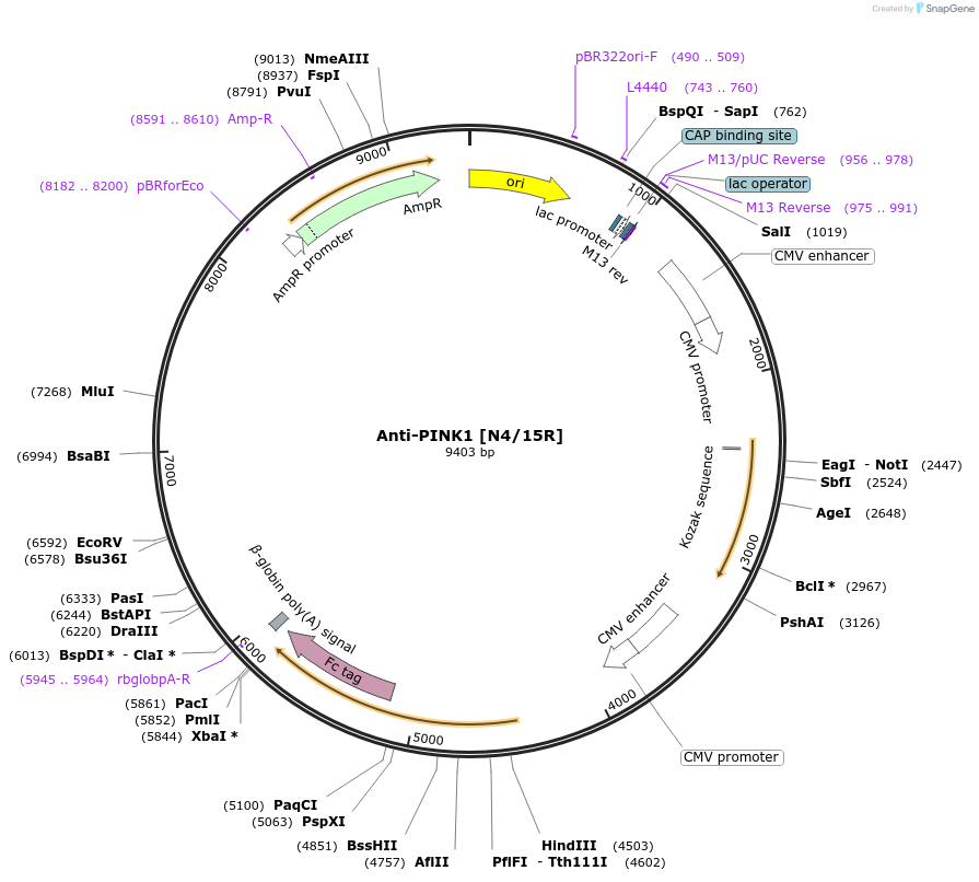 177546-plasmid-map-sequence-id-348552