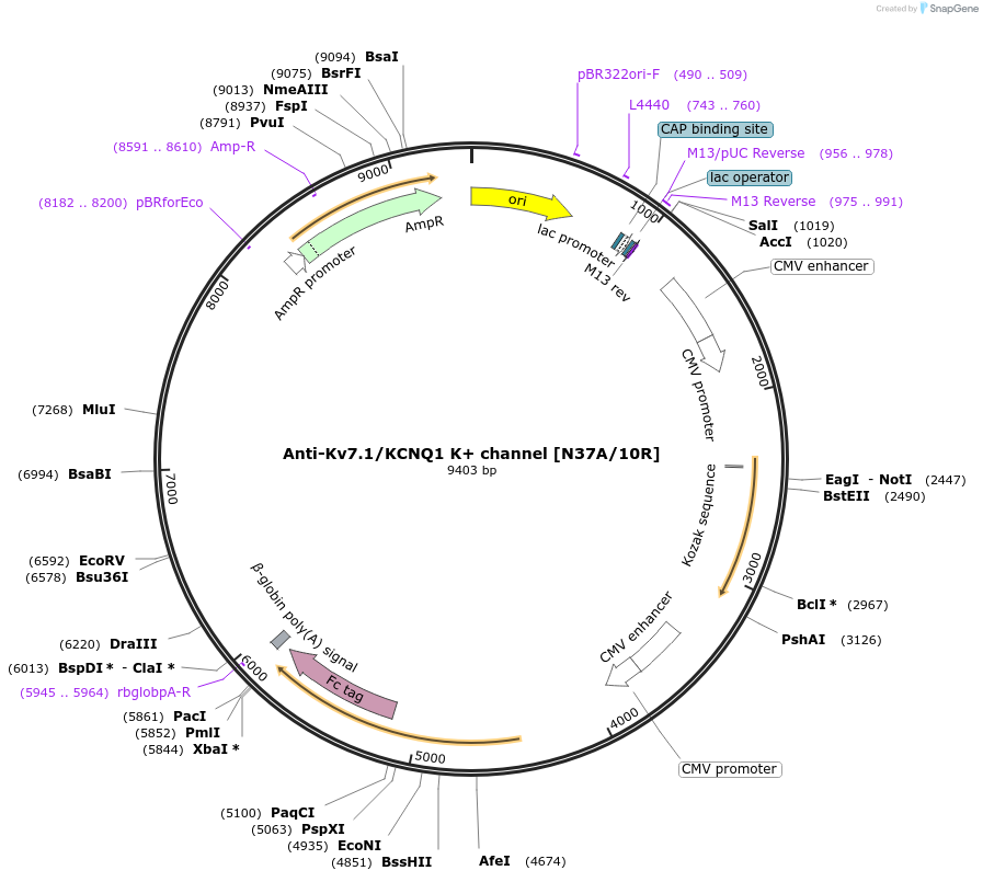 177539-plasmid-map-sequence-id-348553