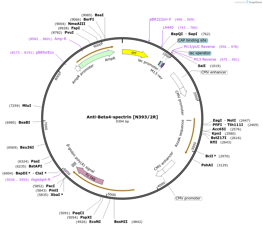 177541-plasmid-map-sequence-id-348585