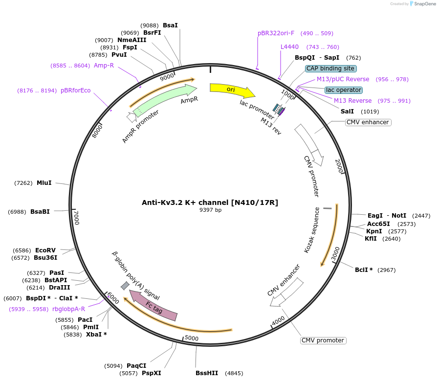 177548-plasmid-map-sequence-id-348589