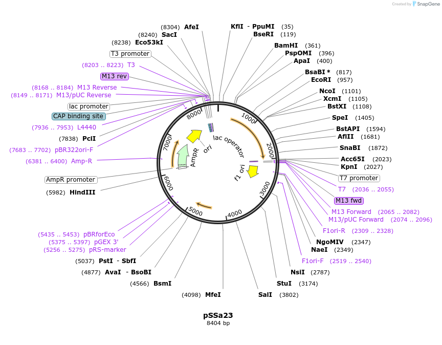 177373-plasmid-map-sequence-id-348594