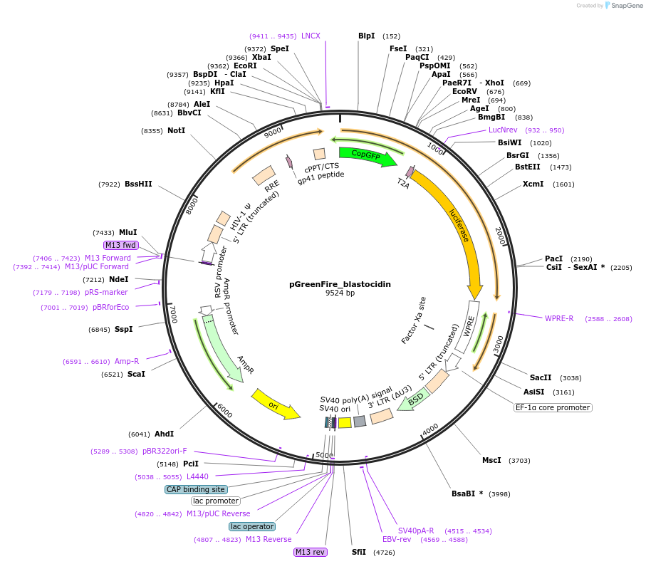 174103-plasmid-map-sequence-id-348595