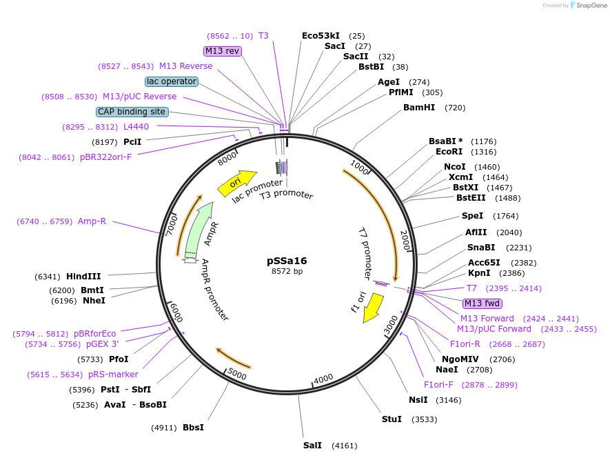 177372-plasmid-map-sequence-id-348596