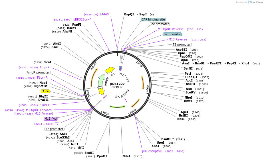 177340-plasmid-map-sequence-id-348599