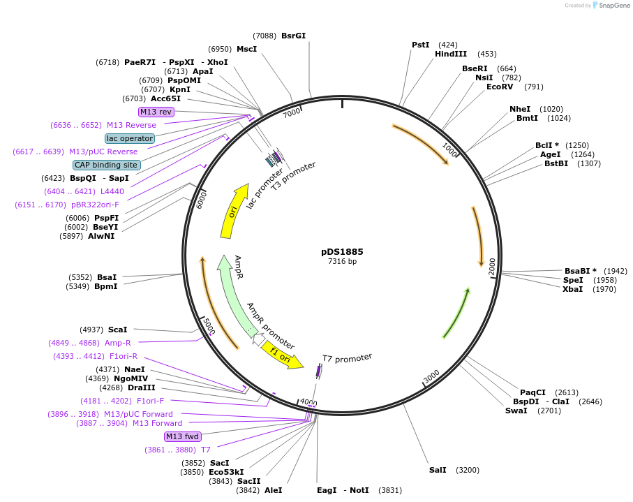 177341-plasmid-map-sequence-id-348600