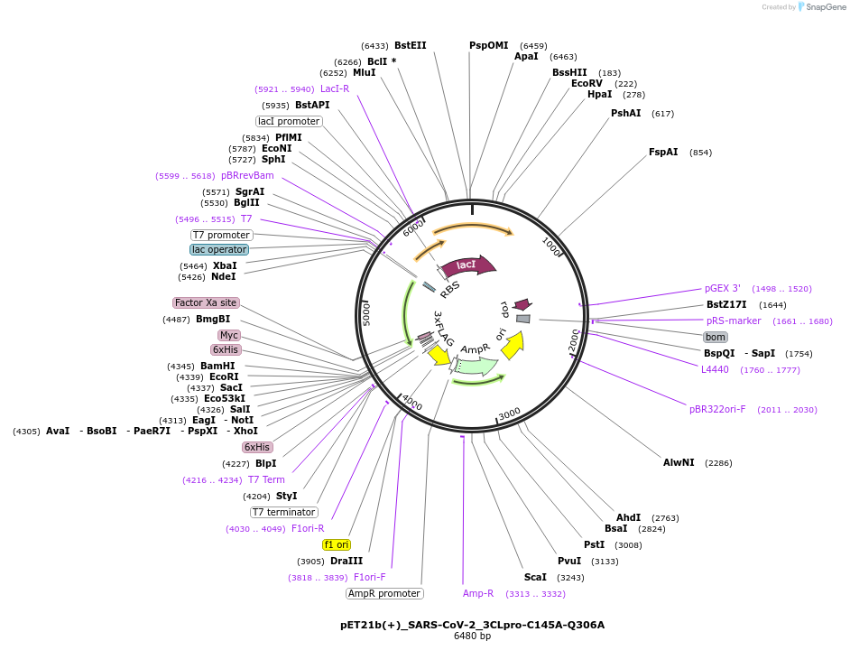 177335-plasmid-map-sequence-id-348601
