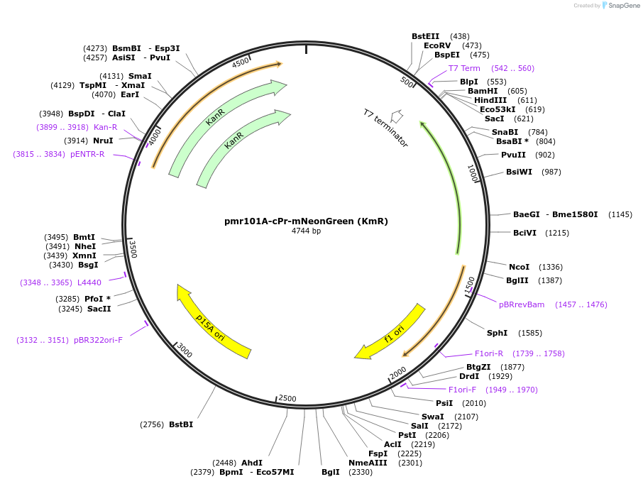 177209-plasmid-map-sequence-id-348605