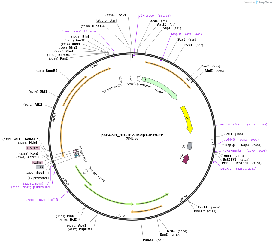 174494-plasmid-map-sequence-id-348611