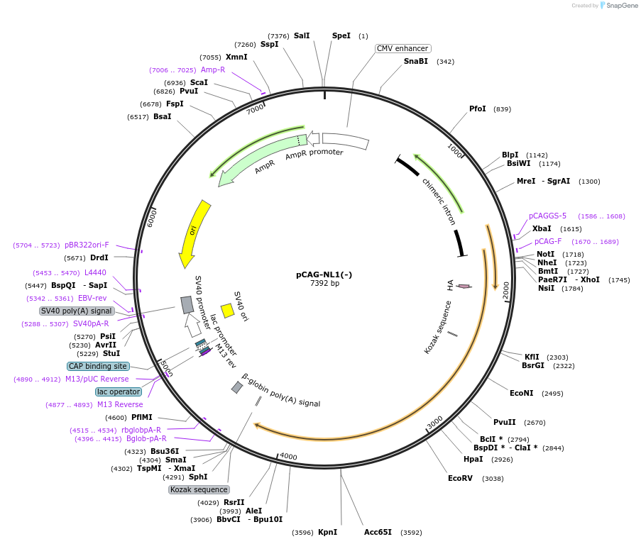 15260-plasmid-map-sequence-id-348614