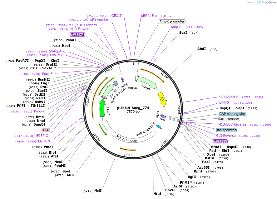 176659-plasmid-map-sequence-id-348619