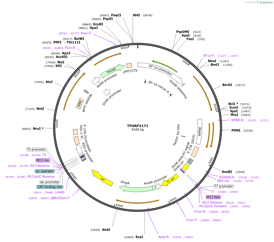 144647-plasmid-map-sequence-id-348622