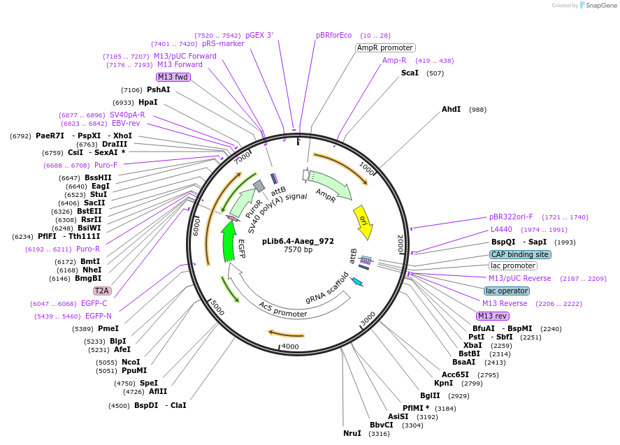 176660-plasmid-map-sequence-id-348624