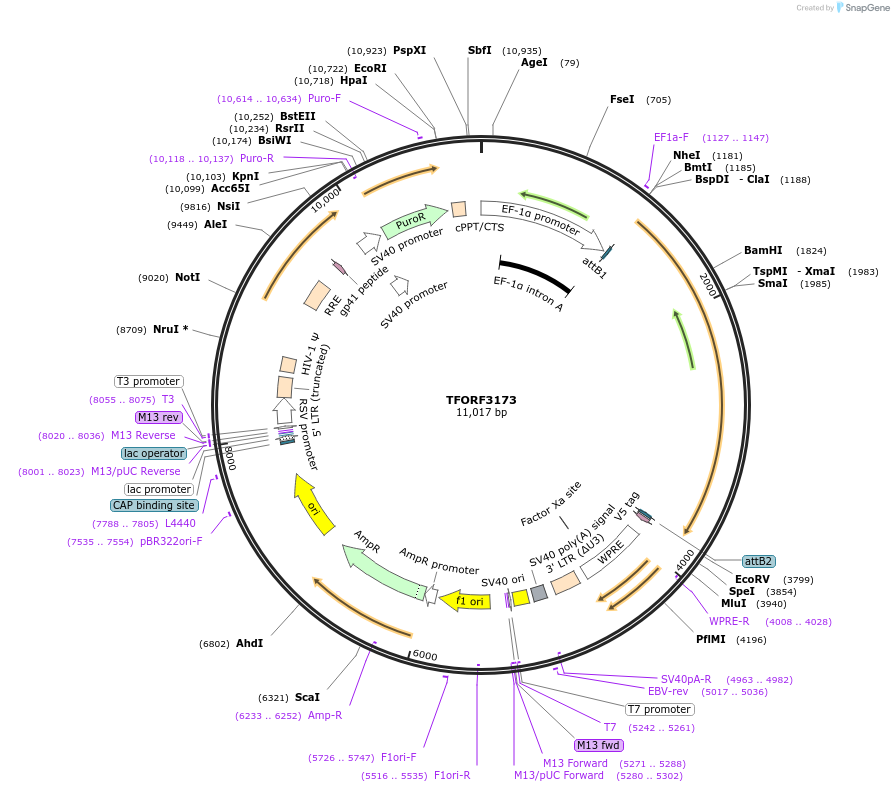 144649-plasmid-map-sequence-id-348625