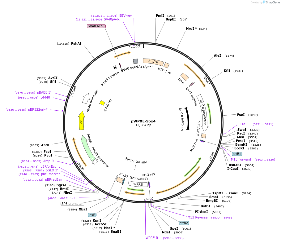 36984-plasmid-map-sequence-id-348629
