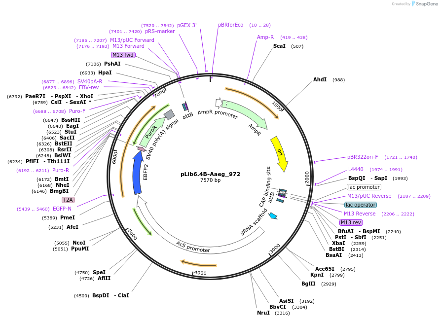 176674-plasmid-map-sequence-id-348638