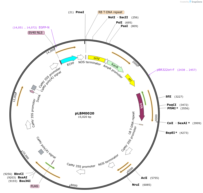 172817-plasmid-map-sequence-id-348643