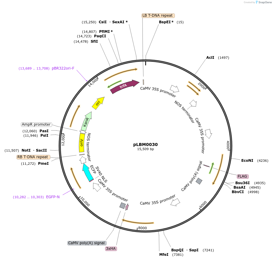 172818-plasmid-map-sequence-id-348644