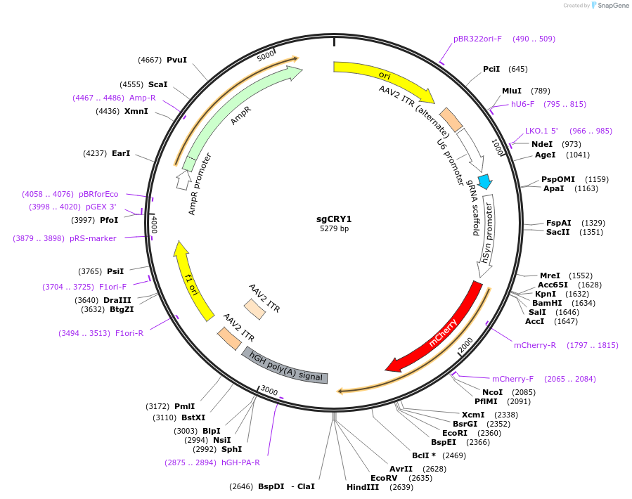 176511-plasmid-map-sequence-id-348670