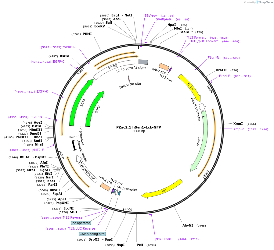 177333-plasmid-map-sequence-id-348673