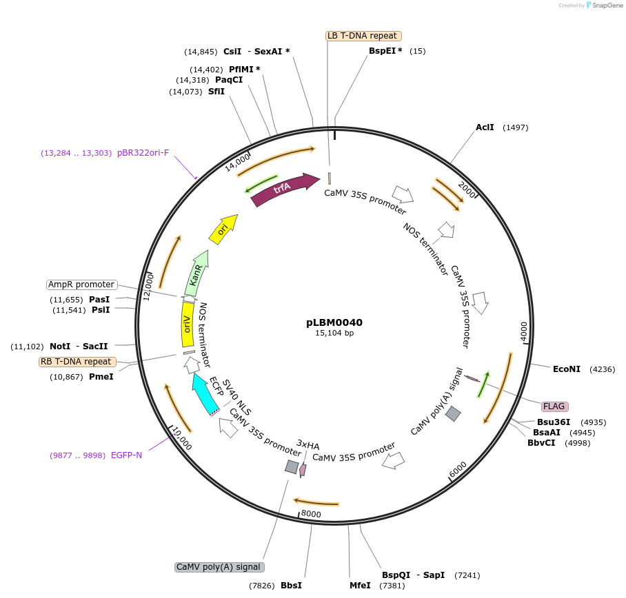 172819-plasmid-map-sequence-id-348677