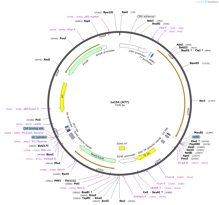 177689-plasmid-map-sequence-id-348680