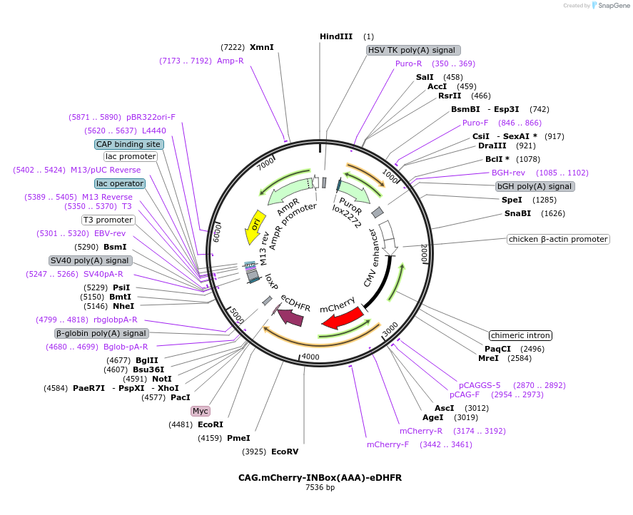 176207-plasmid-map-sequence-id-348684