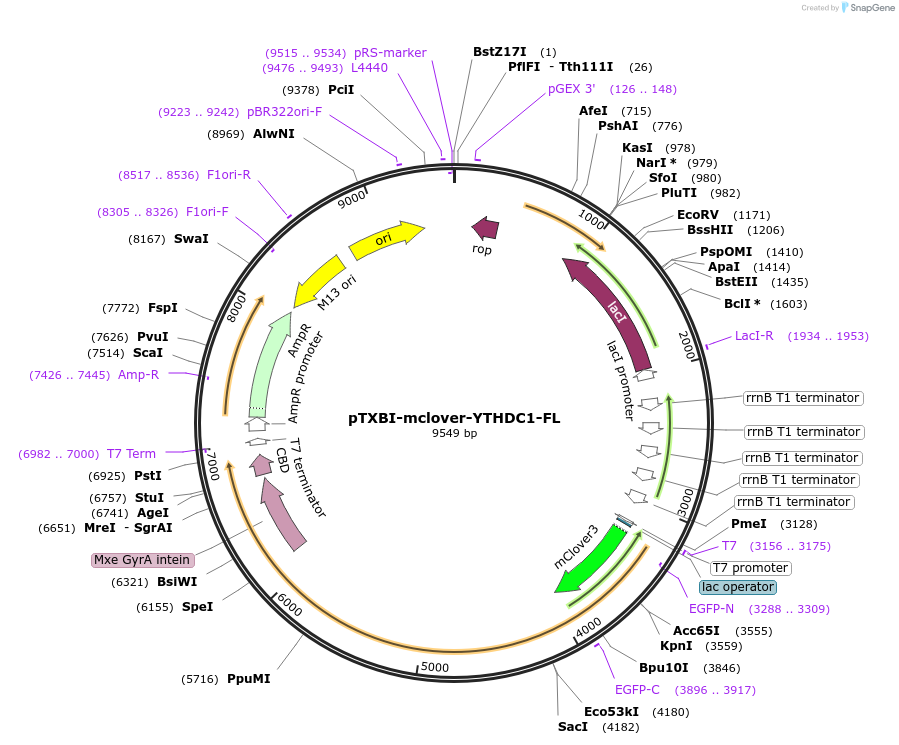 177121-plasmid-map-sequence-id-348688