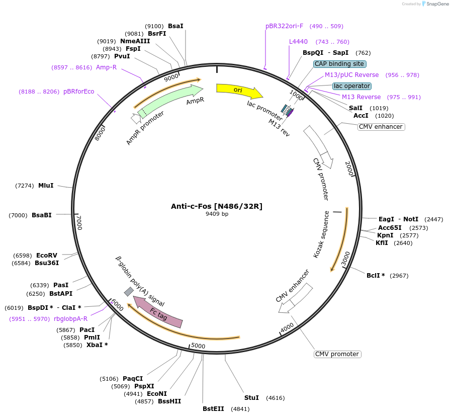 177559-plasmid-map-sequence-id-348697