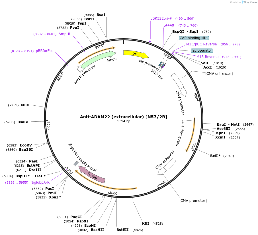 177564-plasmid-map-sequence-id-348704