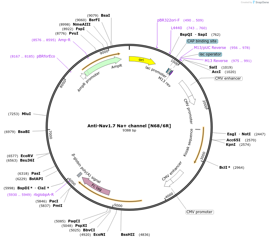 177566-plasmid-map-sequence-id-348705