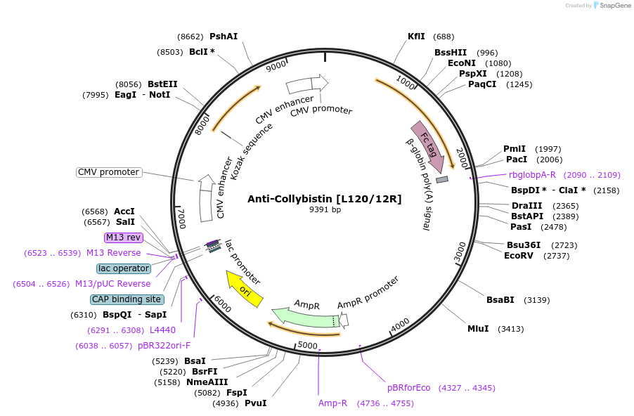 177575-plasmid-map-sequence-id-348707