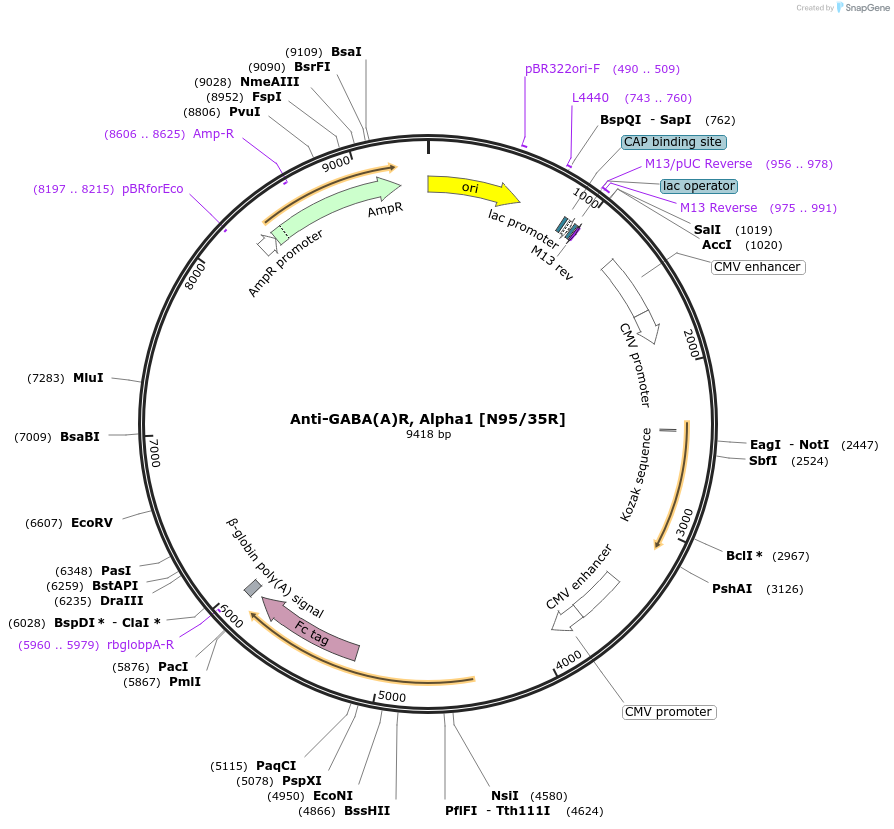 177574-plasmid-map-sequence-id-348708