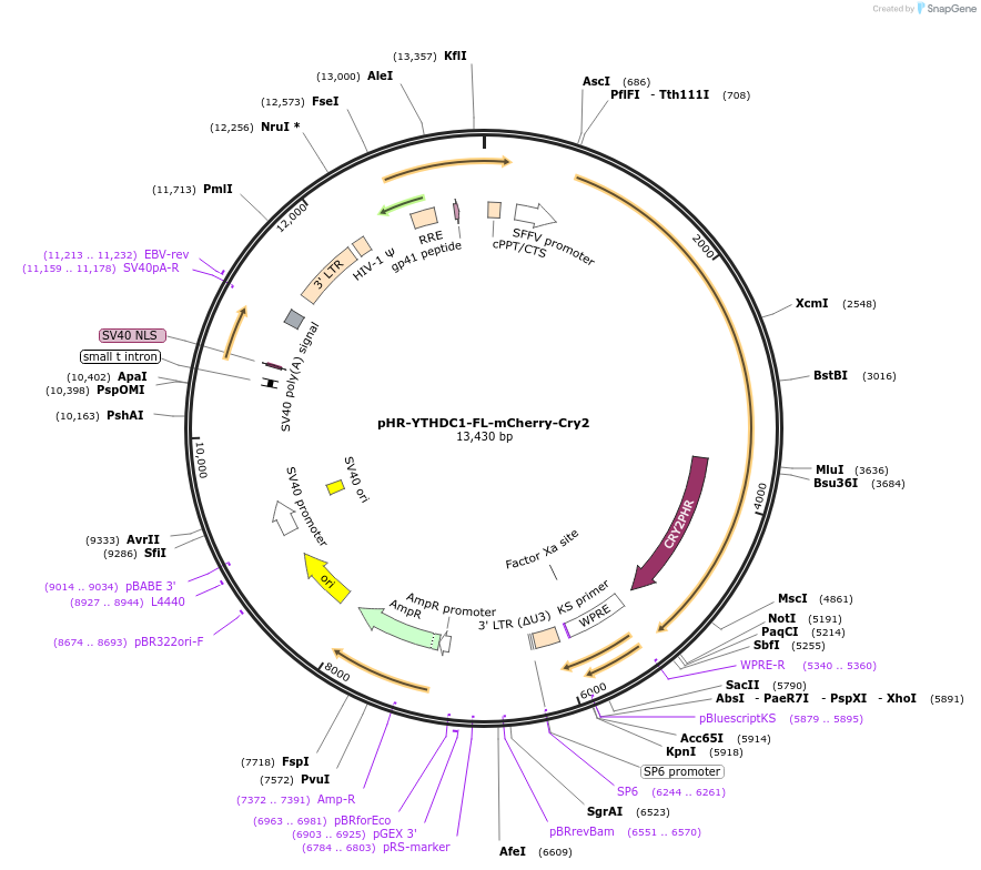 177124-plasmid-map-sequence-id-348710