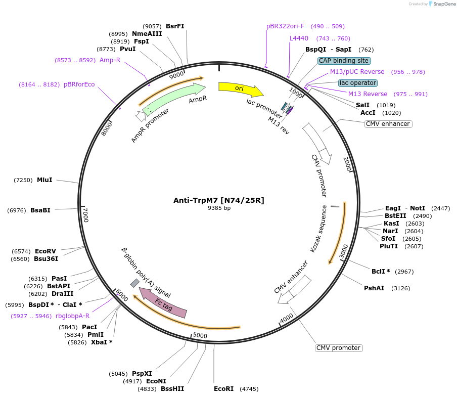 177569-plasmid-map-sequence-id-348760