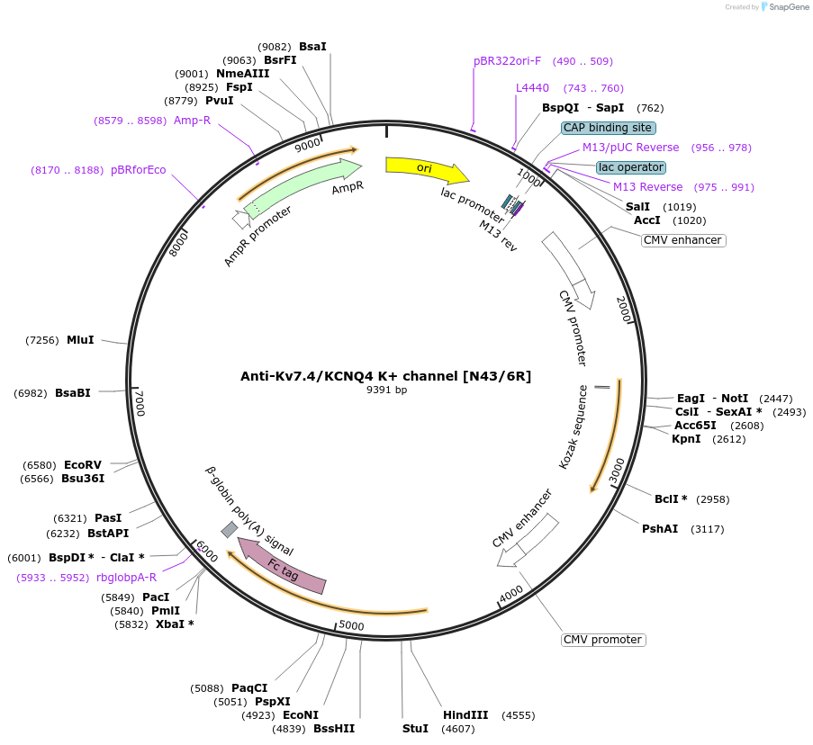 177552-plasmid-map-sequence-id-348763