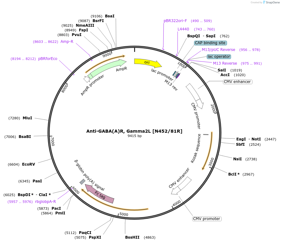 177554-plasmid-map-sequence-id-348765